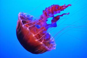 Medusa con tentáculos nadando en el agua con un oscuro azul fondo, submarino criatura foto