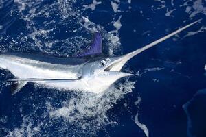 negro aguja pez vela, Billfish o pez espada xiphias gladio. Oceano naturaleza fotografía foto