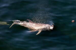 Pacific porpoise Phocoena sinus or Risso's Dolphin, Grampus griseus. Ocean nature photography photo