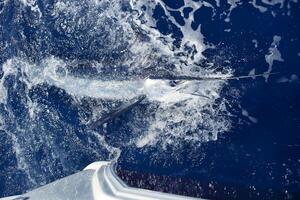 negro aguja pez vela, Billfish o pez espada xiphias gladio. Oceano naturaleza fotografía foto