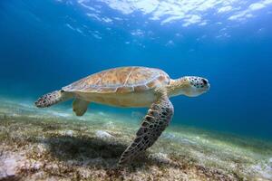 Hawksbill sea turtle in the blue ocean, underwater creature photo