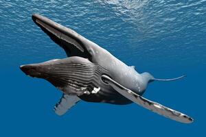 azul jorobado ballena gigante criatura, ilustrando libertad y majestad, concepto de natural preguntarse foto