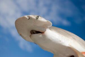 el capó tiburón o cabeza de la pala, esfirna tiburón, es un miembro de el cabeza de martillo tiburón foto