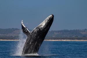 Blue Humpback Whale Giant Creature, illustrating freedom and majesty, concept of Natural wonder photo