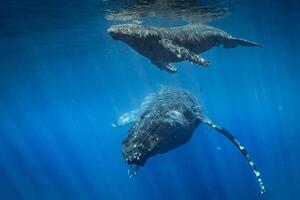 Blue Humpback Whale Giant Creature, illustrating freedom and majesty, concept of Natural wonder photo