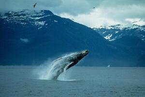 Blue Humpback Whale Giant Creature, illustrating freedom and majesty, concept of Natural wonder photo