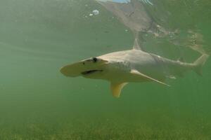 The bonnethead shark or shovelhead, Sphyrna tiburo, is a member of the hammerhead shark photo