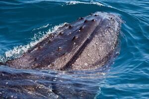 Blue Humpback Whale Giant Creature, illustrating freedom and majesty, concept of Natural wonder photo