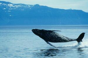 Blue Humpback Whale Giant Creature, illustrating freedom and majesty, concept of Natural wonder photo