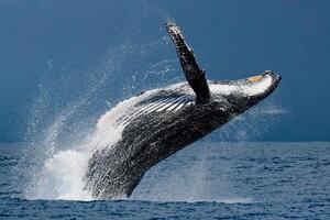 Blue Humpback Whale Giant Creature, illustrating freedom and majesty, concept of Natural wonder photo