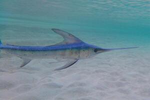 negro aguja pez vela, Billfish o pez espada xiphias gladio. Oceano naturaleza fotografía foto