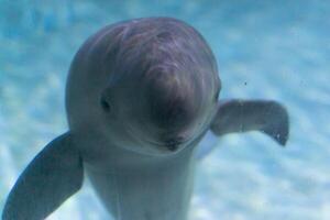 Pacific porpoise Phocoena sinus or Risso's Dolphin, Grampus griseus. Ocean nature photography photo