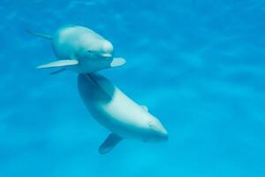Pacífico marsopa focona seno o de risso delfín, orca griseo. Oceano naturaleza fotografía foto