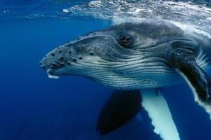 Blue Humpback Whale Giant Creature, illustrating freedom and majesty, concept of Natural wonder photo