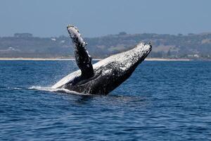 Blue Humpback Whale Giant Creature, illustrating freedom and majesty, concept of Natural wonder photo