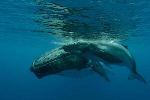 Blue Humpback Whale Giant Creature, illustrating freedom and majesty, concept of Natural wonder photo