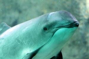 Pacífico marsopa focona seno o de risso delfín, orca griseo. Oceano naturaleza fotografía foto