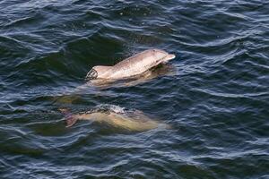 Pacific porpoise Phocoena sinus or Risso's Dolphin, Grampus griseus. Ocean nature photography photo