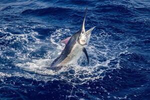 negro aguja pez vela, Billfish o pez espada xiphias gladio. Oceano naturaleza fotografía foto