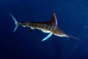 negro aguja pez vela, Billfish o pez espada xiphias gladio. Oceano naturaleza fotografía foto