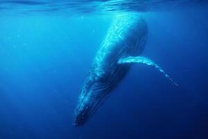 Blue Humpback Whale Giant Creature, illustrating freedom and majesty, concept of Natural wonder photo