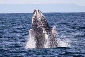 Blue Humpback Whale Giant Creature, illustrating freedom and majesty, concept of Natural wonder photo