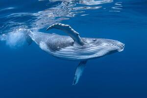 Blue Humpback Whale Giant Creature, illustrating freedom and majesty, concept of Natural wonder photo