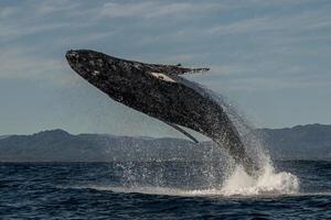 Blue Humpback Whale Giant Creature, illustrating freedom and majesty, concept of Natural wonder photo