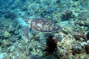 Hawksbill sea turtle in the blue ocean, underwater creature photo