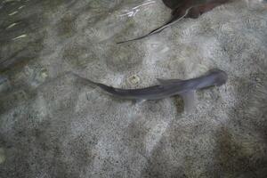 el capó tiburón o cabeza de la pala, esfirna tiburón, es un miembro de el cabeza de martillo tiburón foto