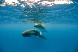 Blue Humpback Whale Giant Creature, illustrating freedom and majesty, concept of Natural wonder photo