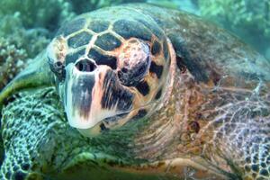 Hawksbill sea turtle in the blue ocean, underwater creature photo