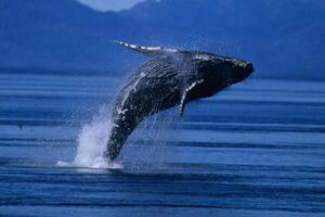 Blue Humpback Whale Giant Creature, illustrating freedom and majesty, concept of Natural wonder photo