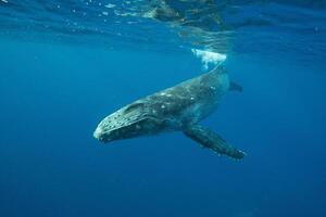 Blue Humpback Whale Giant Creature, illustrating freedom and majesty, concept of Natural wonder photo