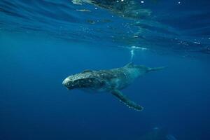 Blue Humpback Whale Giant Creature, illustrating freedom and majesty, concept of Natural wonder photo