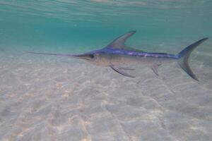 negro aguja pez vela, Billfish o pez espada xiphias gladio. Oceano naturaleza fotografía foto