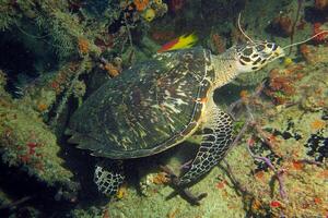 Hawksbill sea turtle in the blue ocean, underwater creature photo