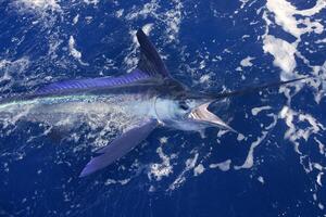 negro aguja pez vela, Billfish o pez espada xiphias gladio. Oceano naturaleza fotografía foto