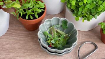 Indoor Herb Garden Kit With Fresh Green Plants video