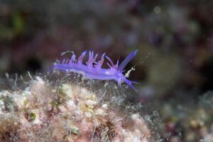 submarino foto de mar babosa, minúsculo criatura, macro Talla