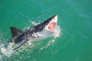 great white shark dangerous attacking risk concept, underwater creature photo