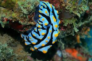 Underwater photo of sea slug, tiny creature, macro size