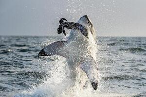 great white shark dangerous attacking risk concept, underwater creature photo