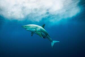 great white shark dangerous attacking risk concept, underwater creature photo