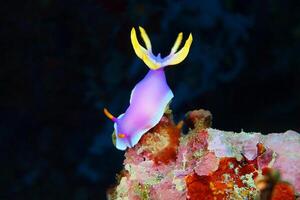 Underwater photo of sea slug, tiny creature, macro size