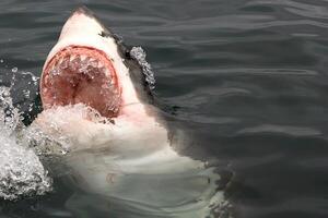 great white shark dangerous attacking risk concept, underwater creature photo