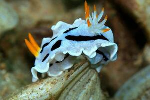 Underwater photo of sea slug, tiny creature, macro size