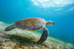 Hawksbill sea turtle in the blue ocean, underwater creature photo