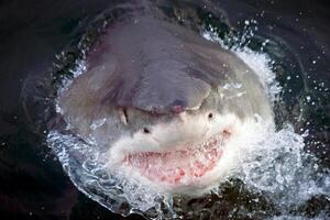 great white shark dangerous attacking risk concept, underwater creature photo