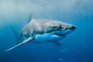 great white shark dangerous attacking risk concept, underwater creature photo